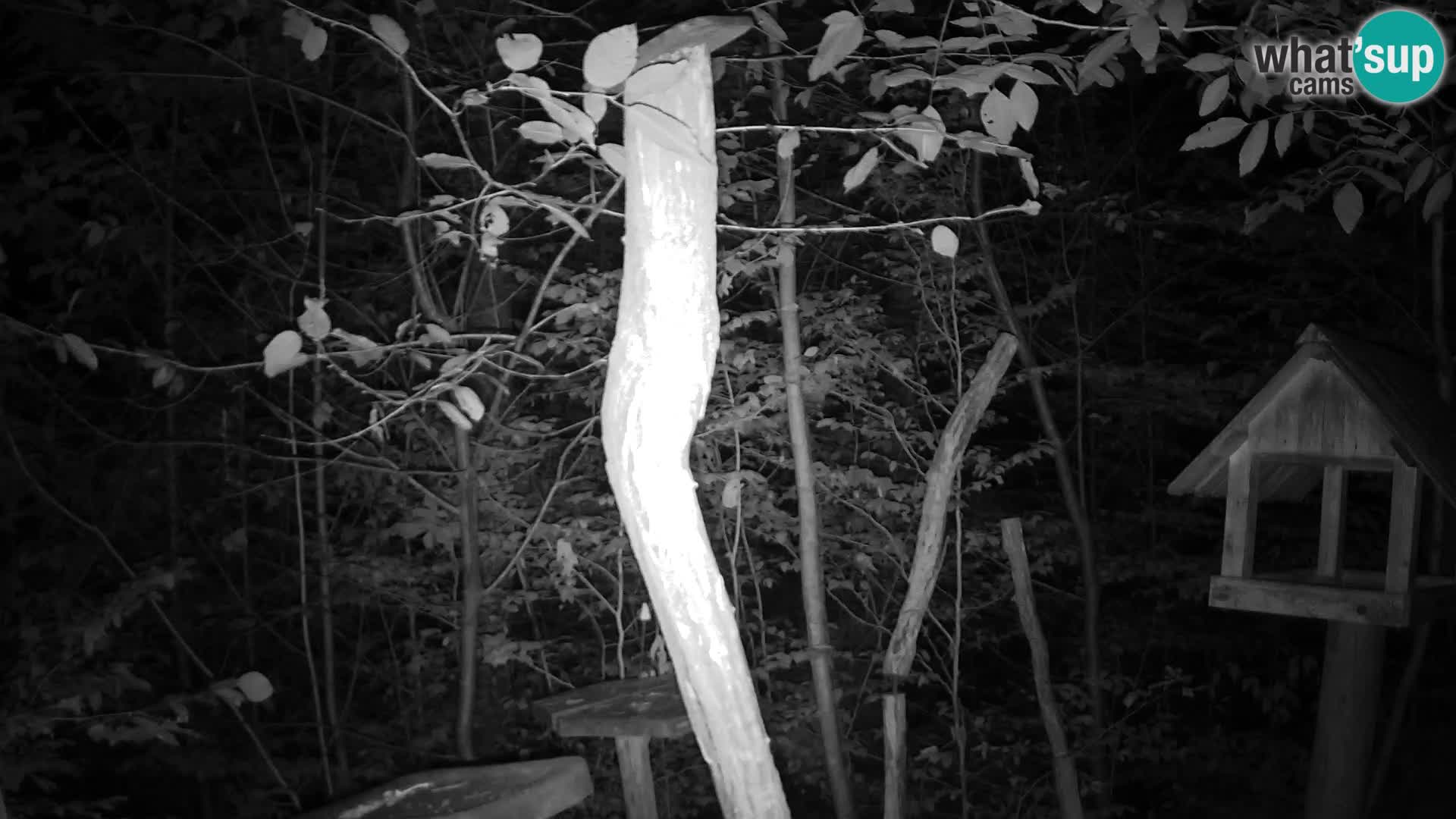 Bird feeders at ZOO Ljubljana webcam