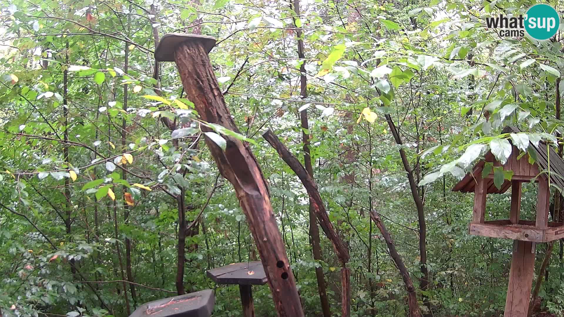 Bird feeders at ZOO Ljubljana webcam