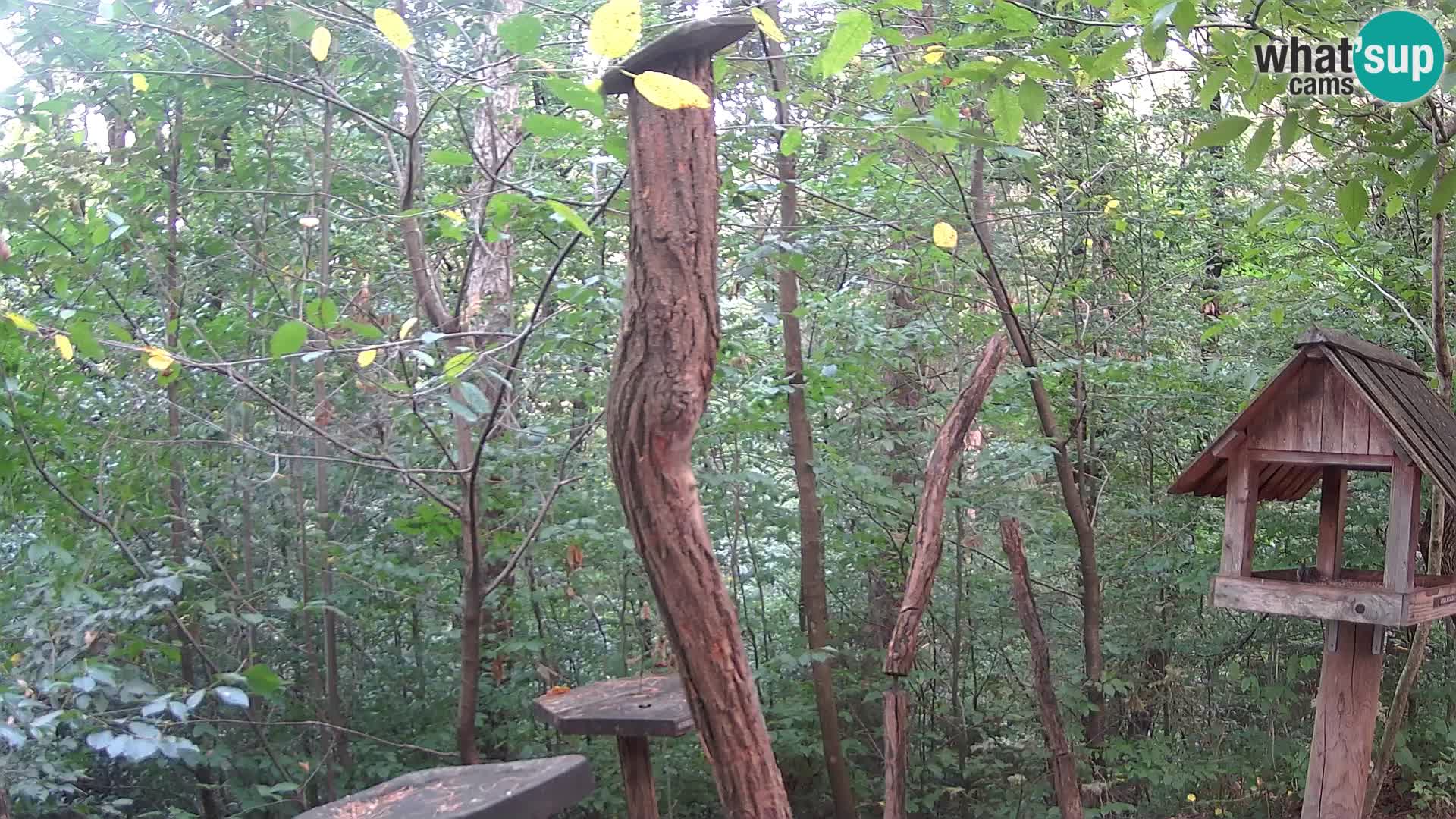 Comederos para pájaros en ZOO Ljubljana camera en vivo