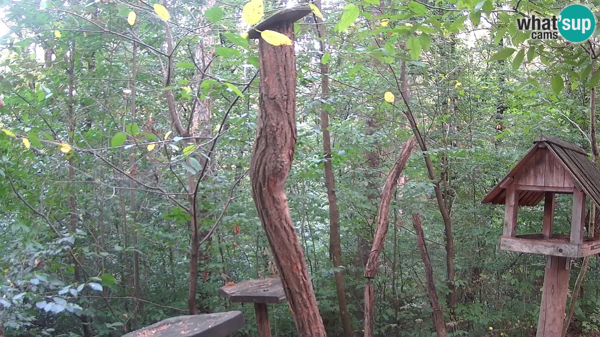 Vogelfutterhäuschen im ZOO webcam Ljubljana