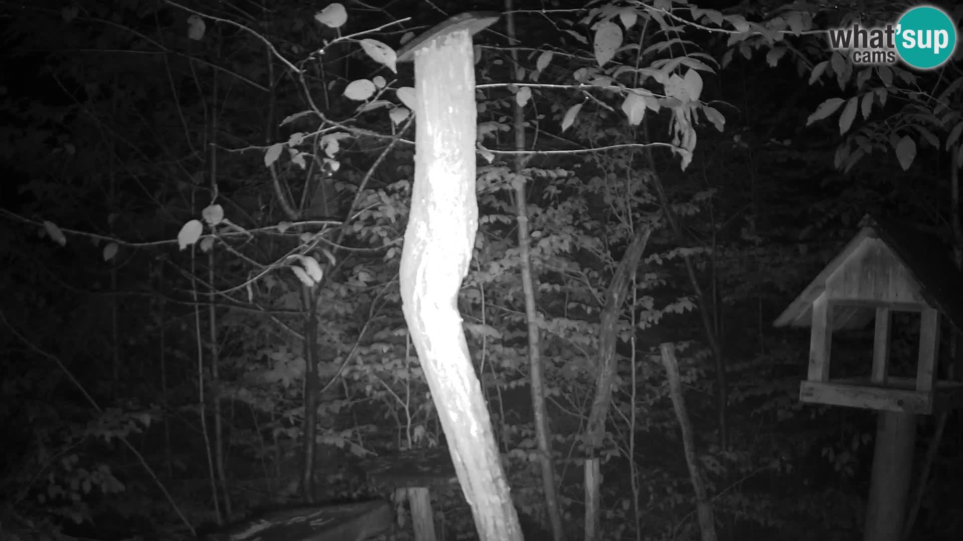 Bird feeders at ZOO Ljubljana webcam