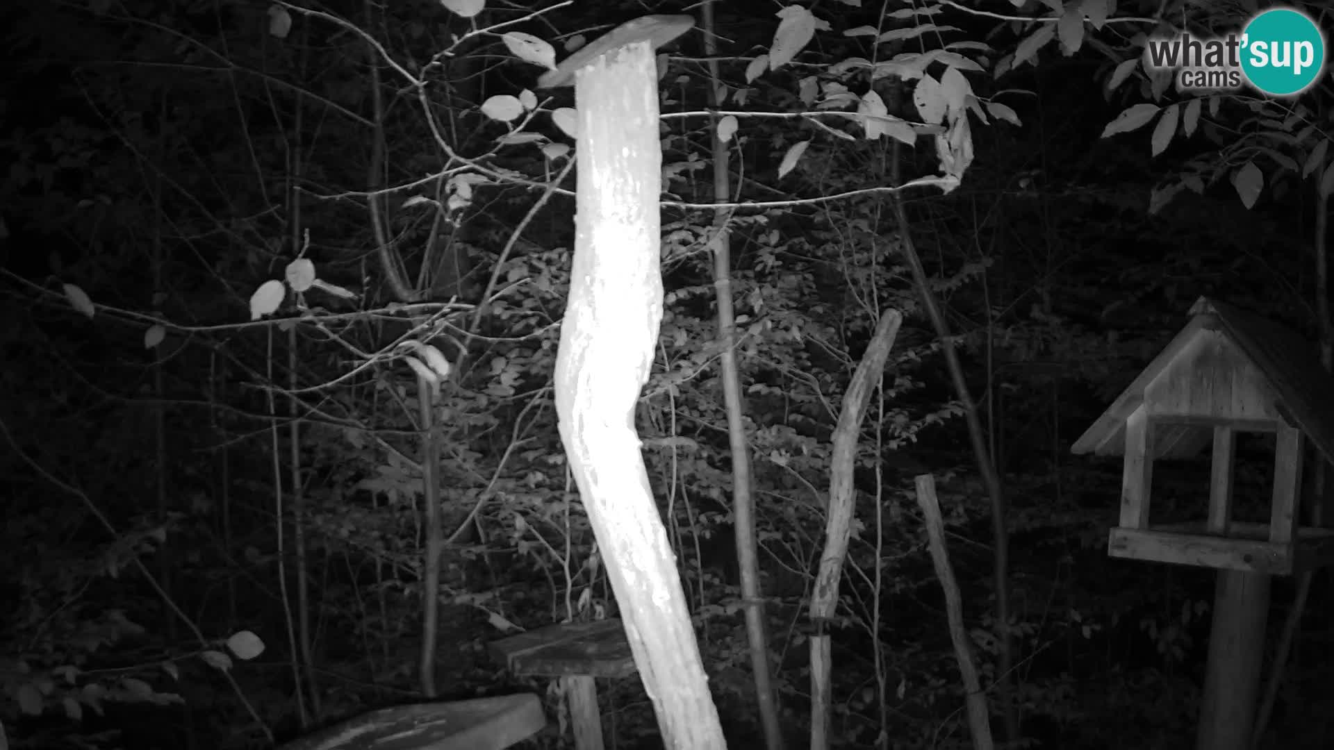 Bird feeders at ZOO Ljubljana webcam