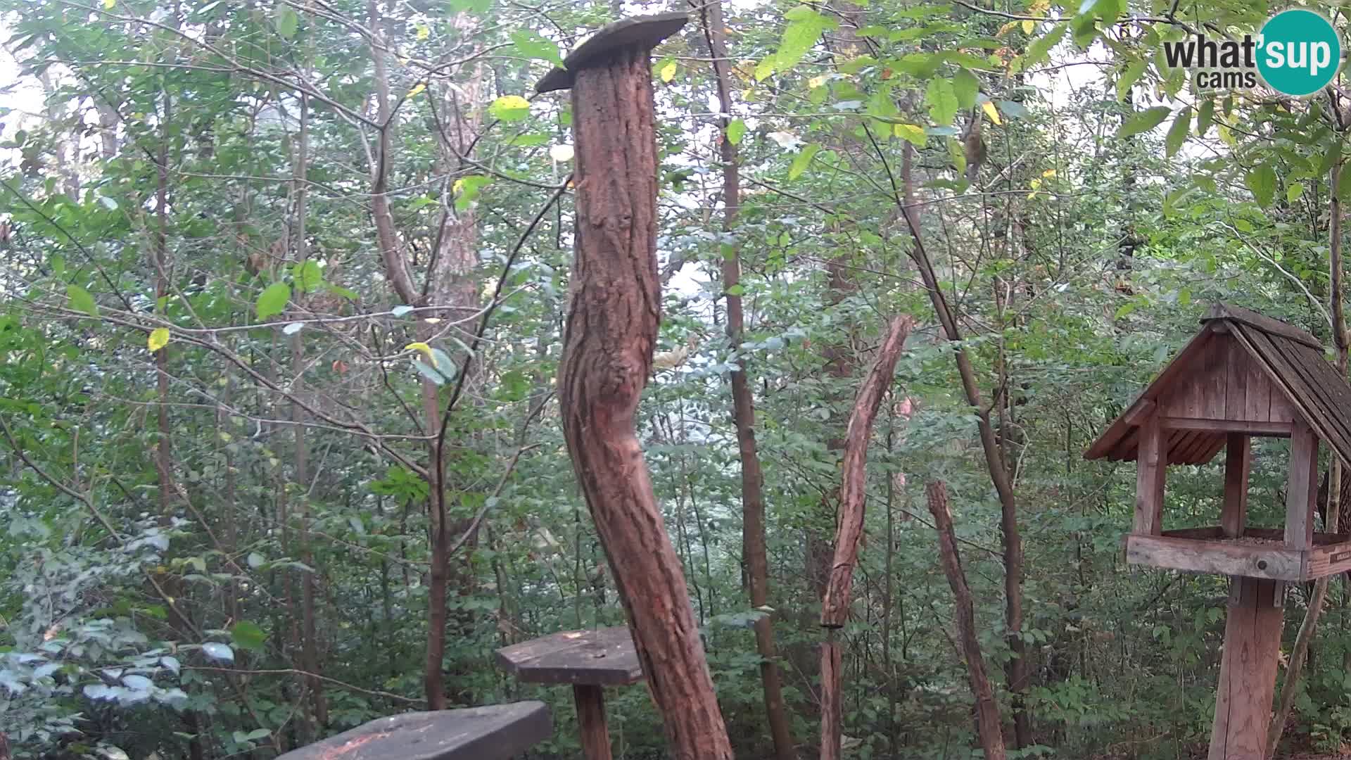 Vogelfutterhäuschen im ZOO webcam Ljubljana