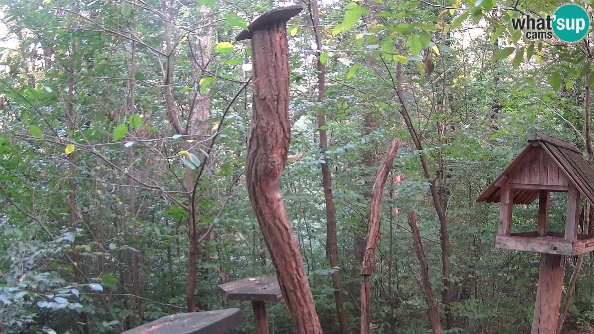 Comederos para pájaros en ZOO Ljubljana camera en vivo