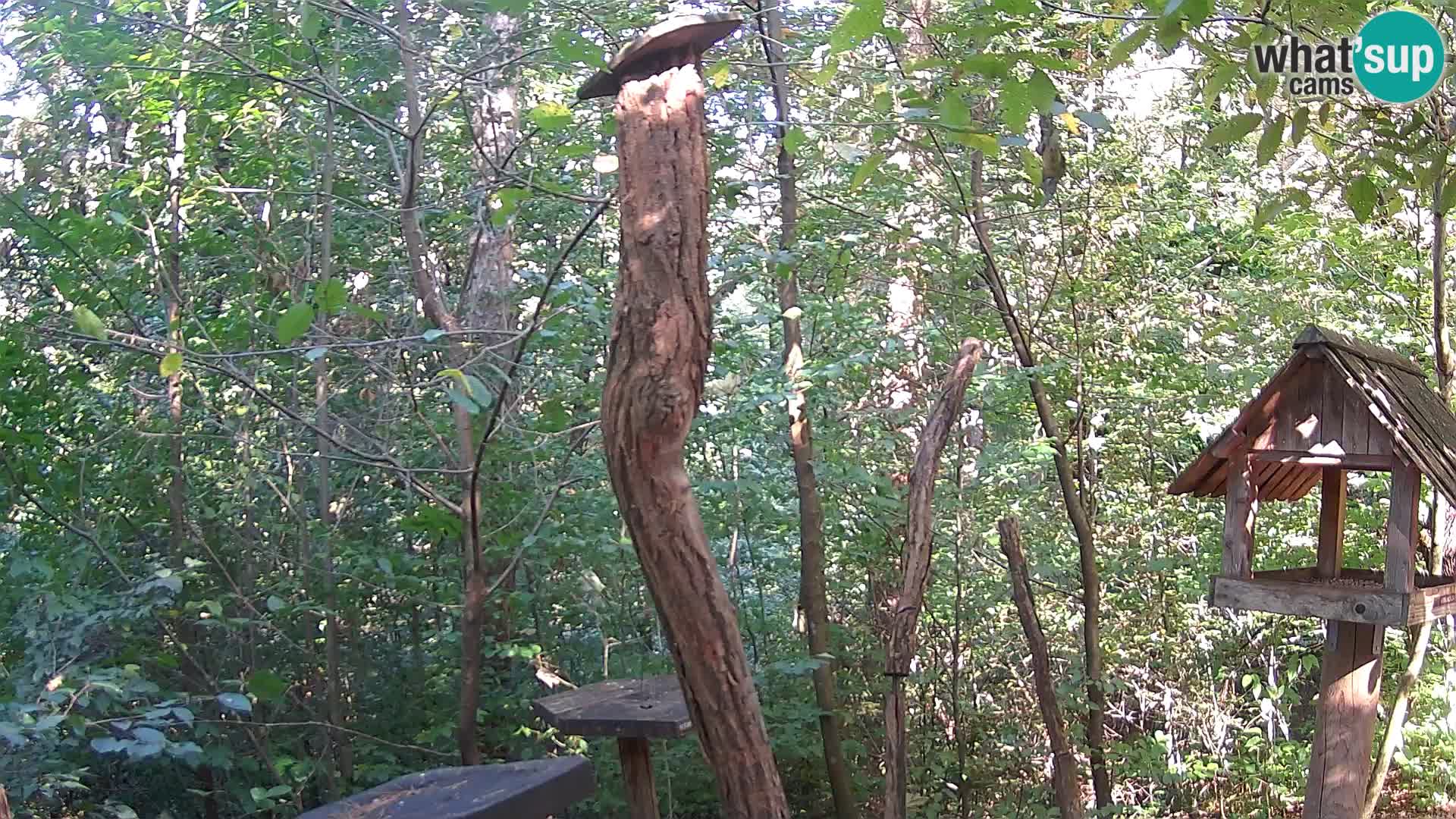 Vogelfutterhäuschen im ZOO webcam Ljubljana