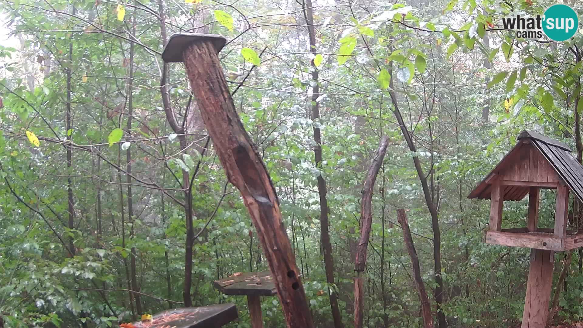 Bird feeders at ZOO Ljubljana webcam