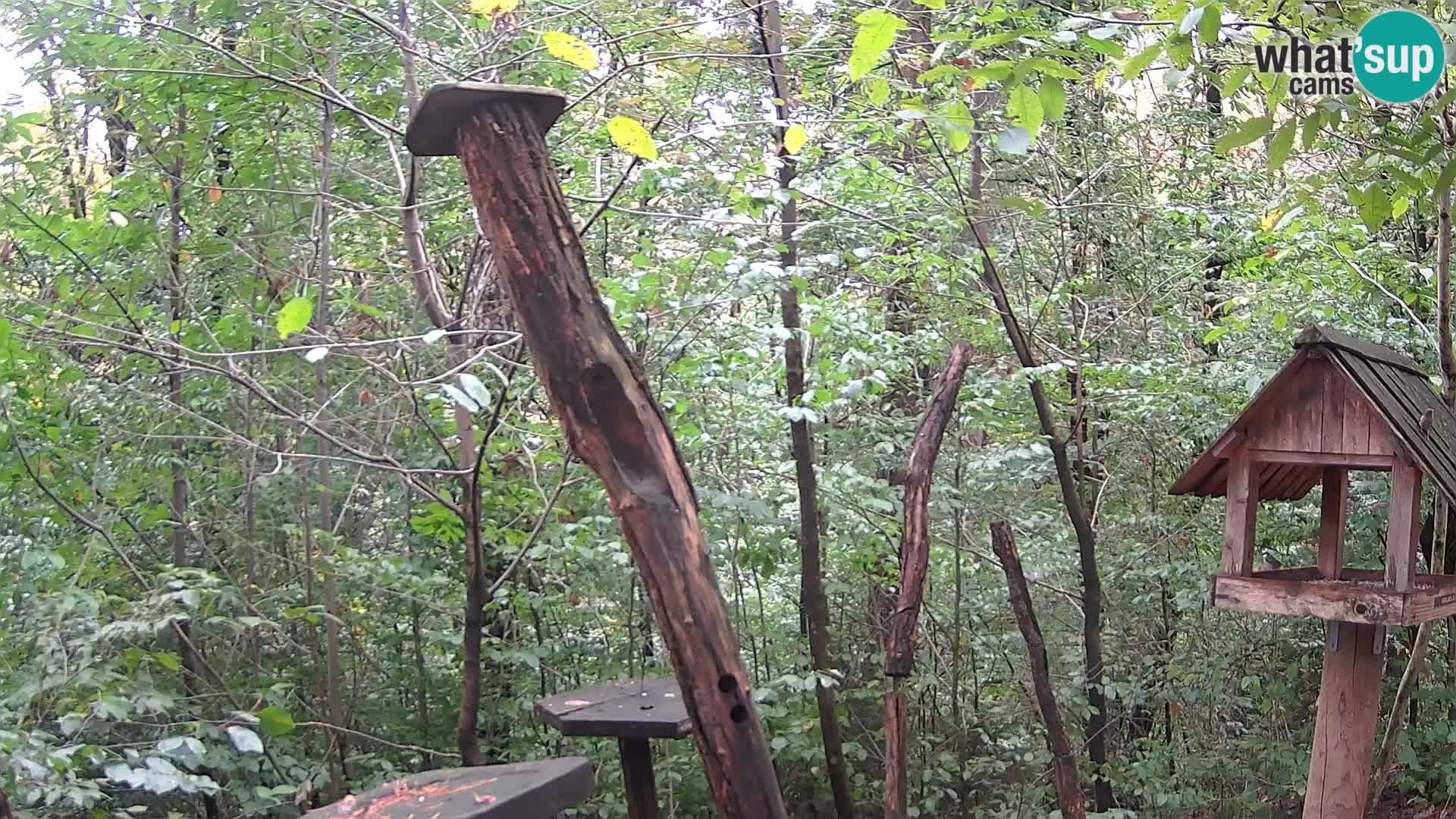 Comederos para pájaros en ZOO Ljubljana camera en vivo