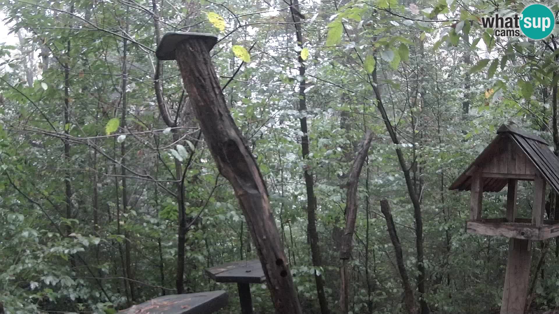 Comederos para pájaros en ZOO Ljubljana camera en vivo