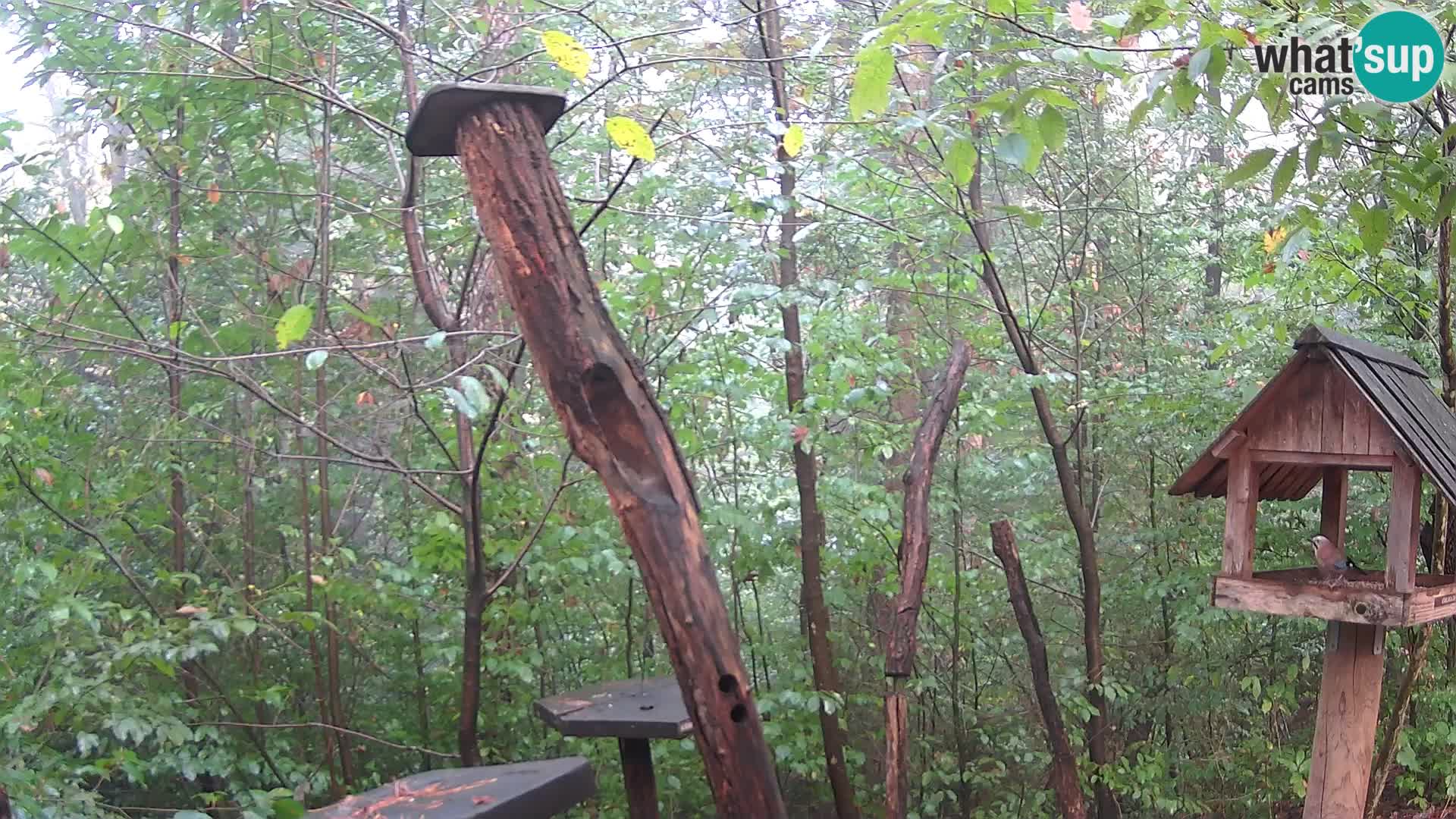 Bird feeders at ZOO Ljubljana webcam