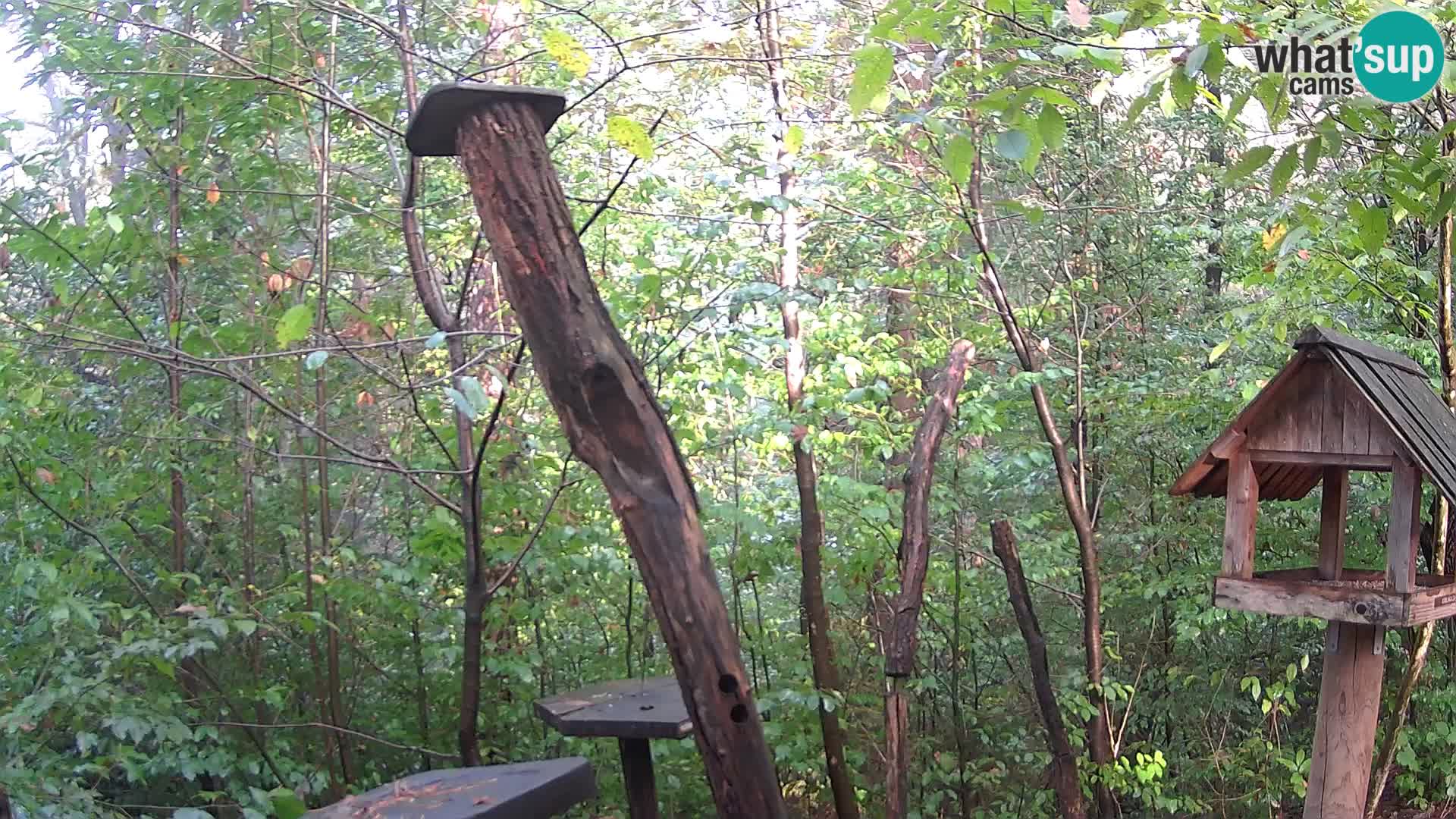 Comederos para pájaros en ZOO Ljubljana camera en vivo