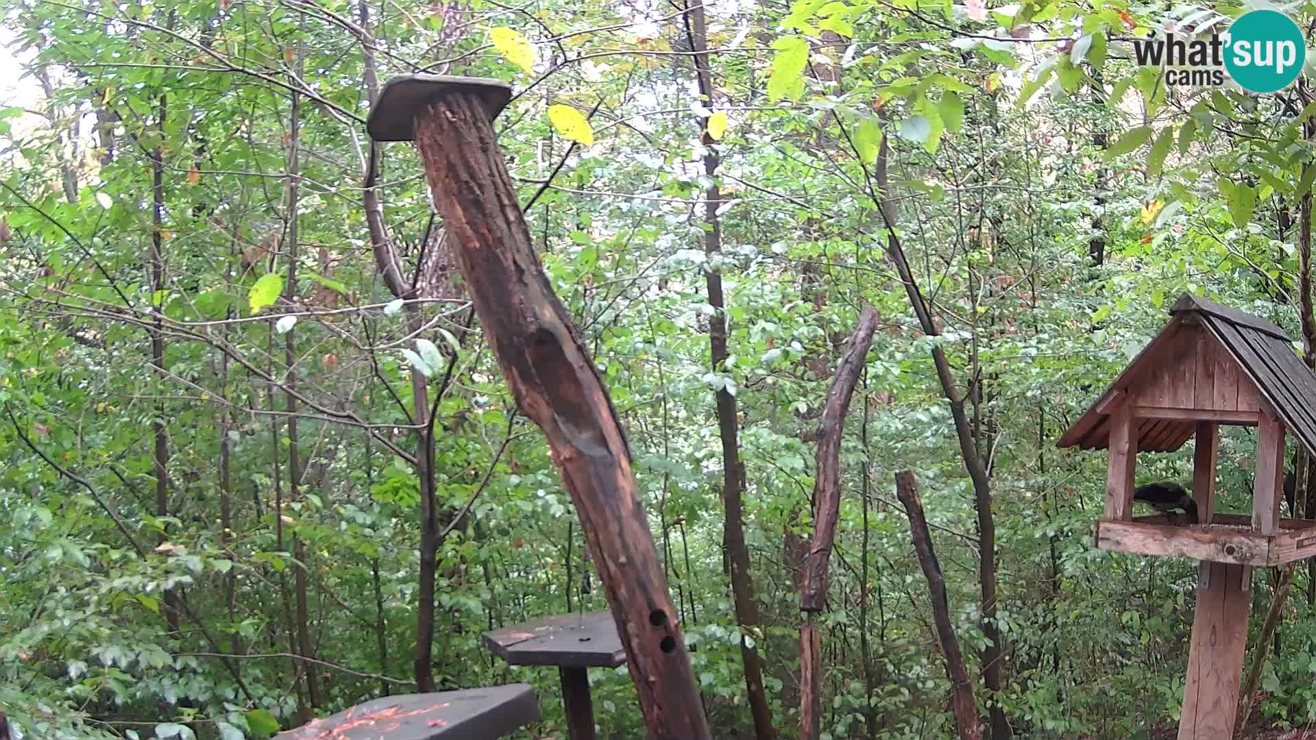 Bird feeders at ZOO Ljubljana webcam