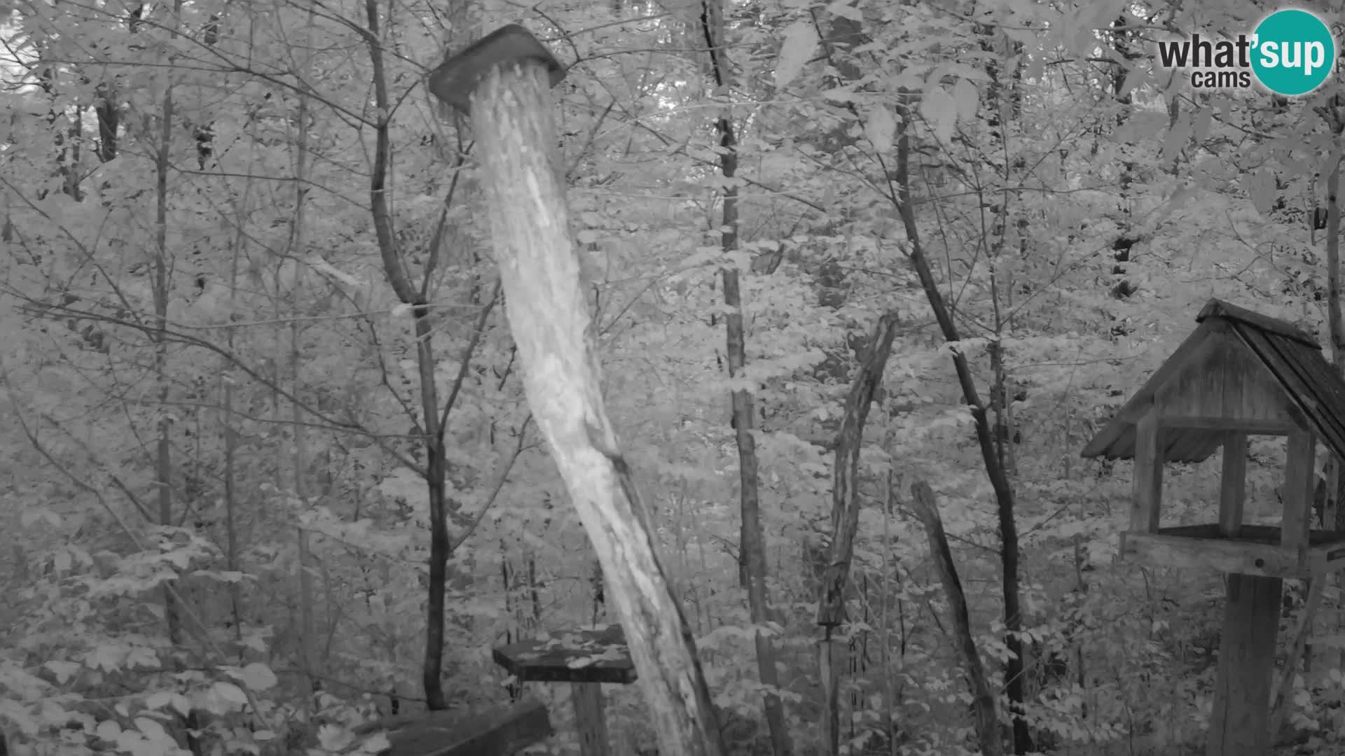 Vogelfutterhäuschen im ZOO webcam Ljubljana