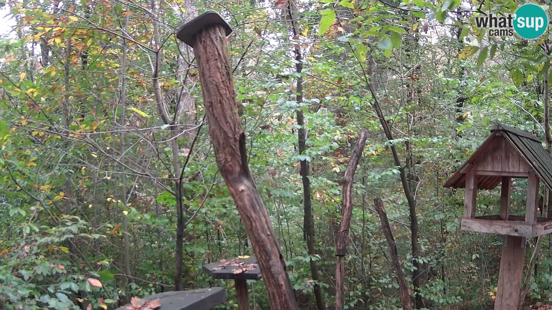 Bird feeders at ZOO Ljubljana webcam