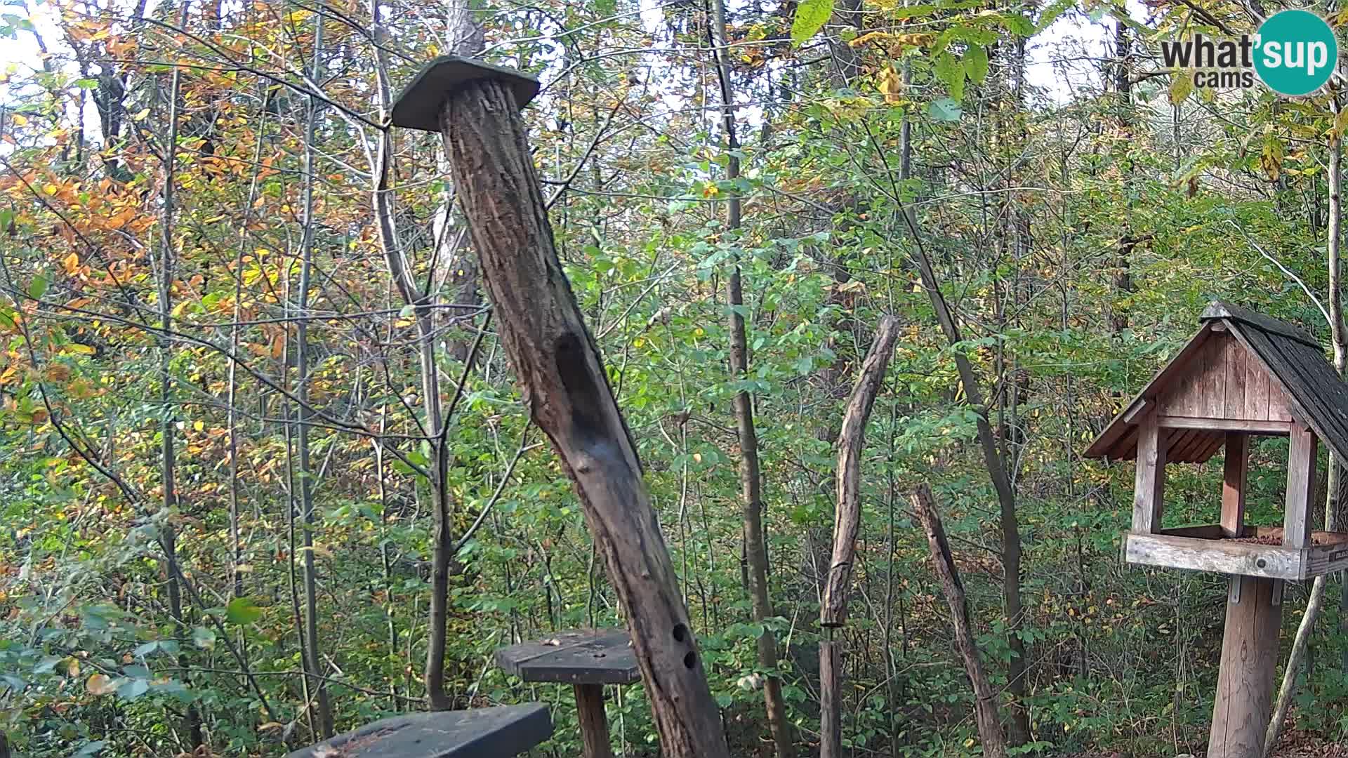 Vogelfutterhäuschen im ZOO webcam Ljubljana