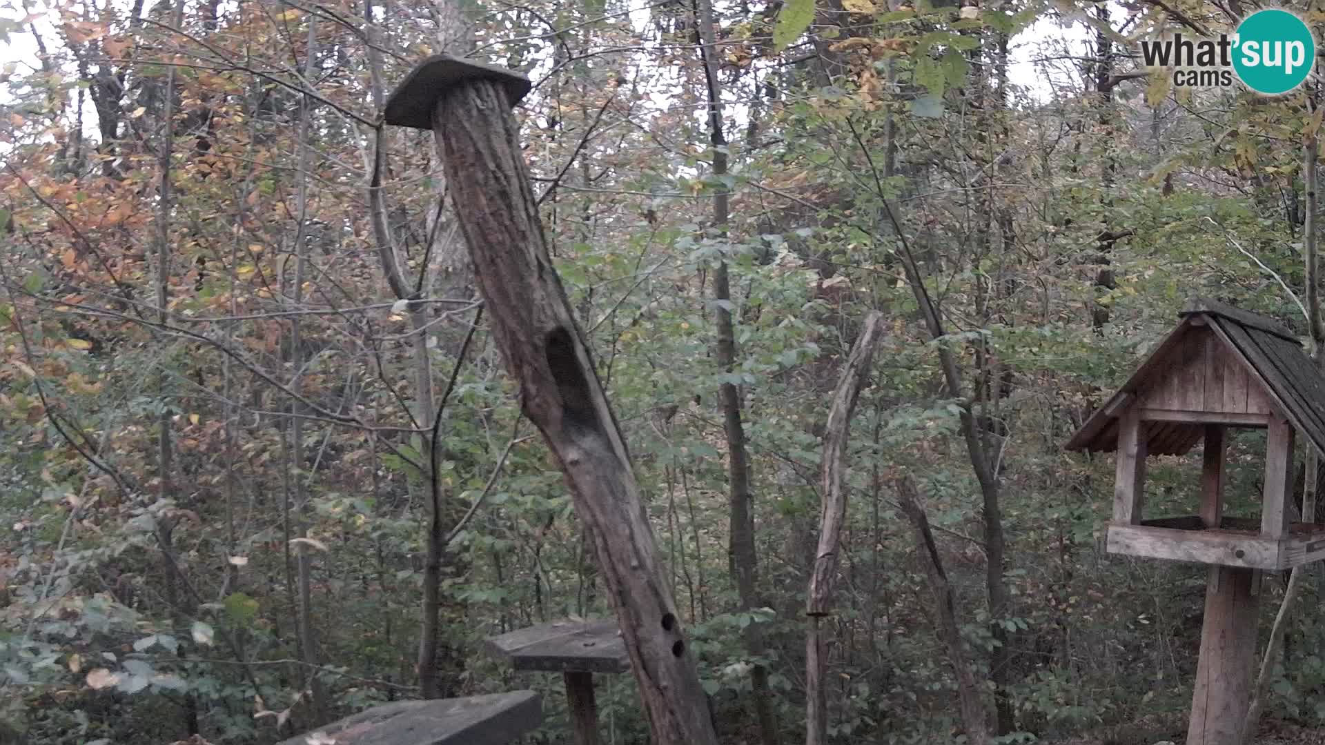 Comederos para pájaros en ZOO Ljubljana camera en vivo