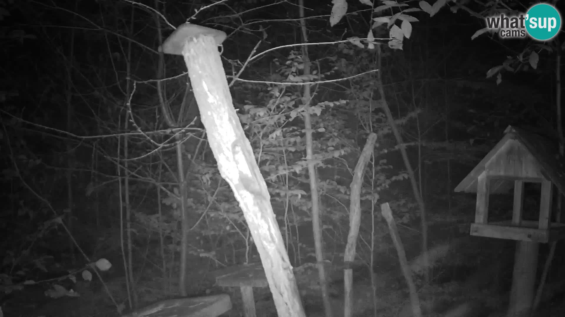 Comederos para pájaros en ZOO Ljubljana camera en vivo