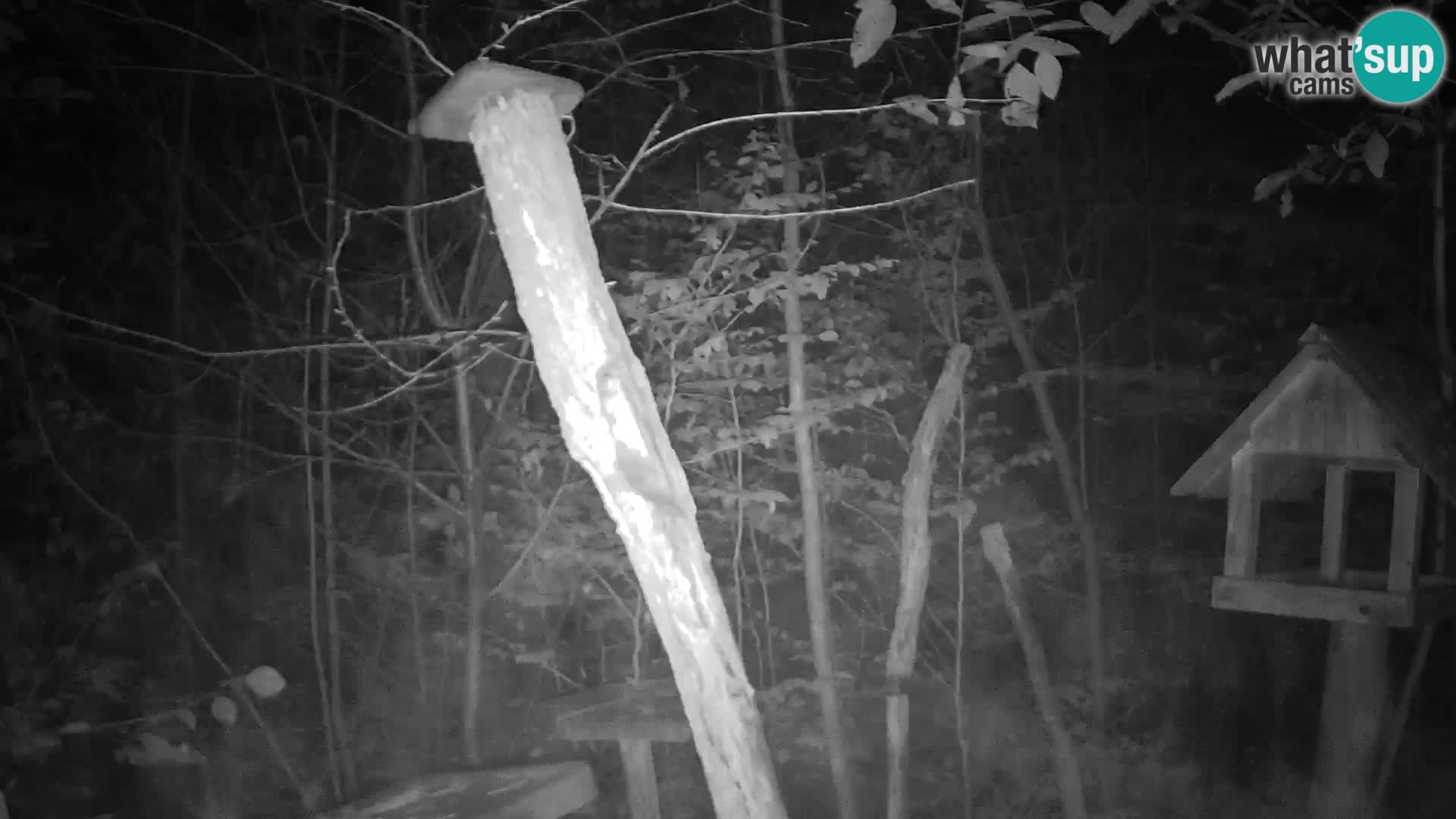 Comederos para pájaros en ZOO Ljubljana camera en vivo