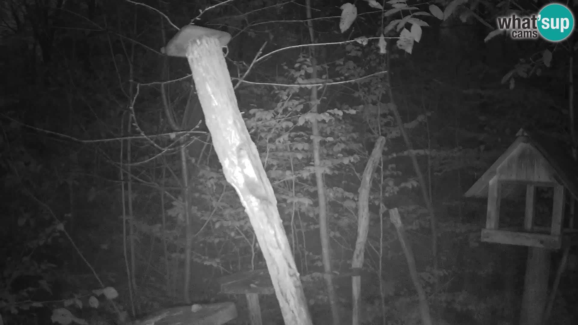 Vogelfutterhäuschen im ZOO webcam Ljubljana