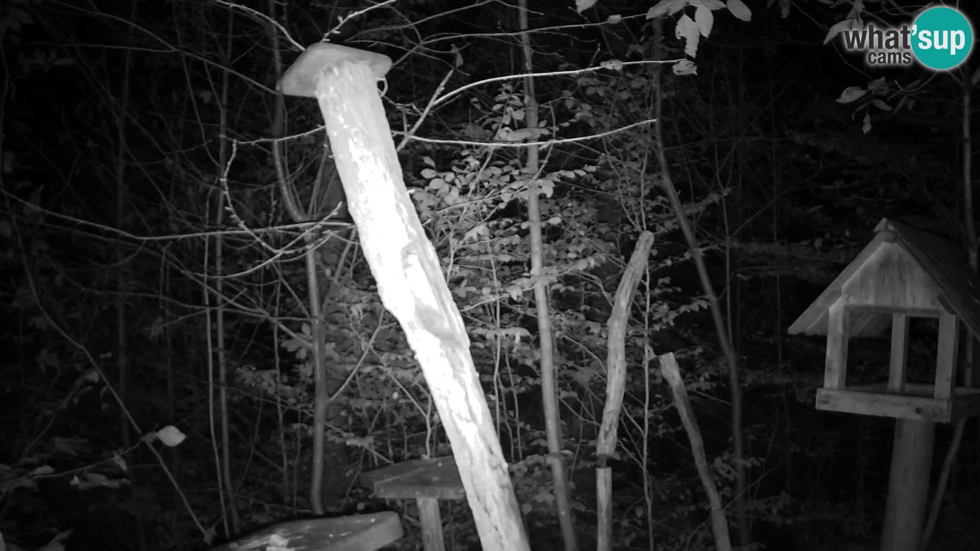 Bird feeders at ZOO Ljubljana webcam