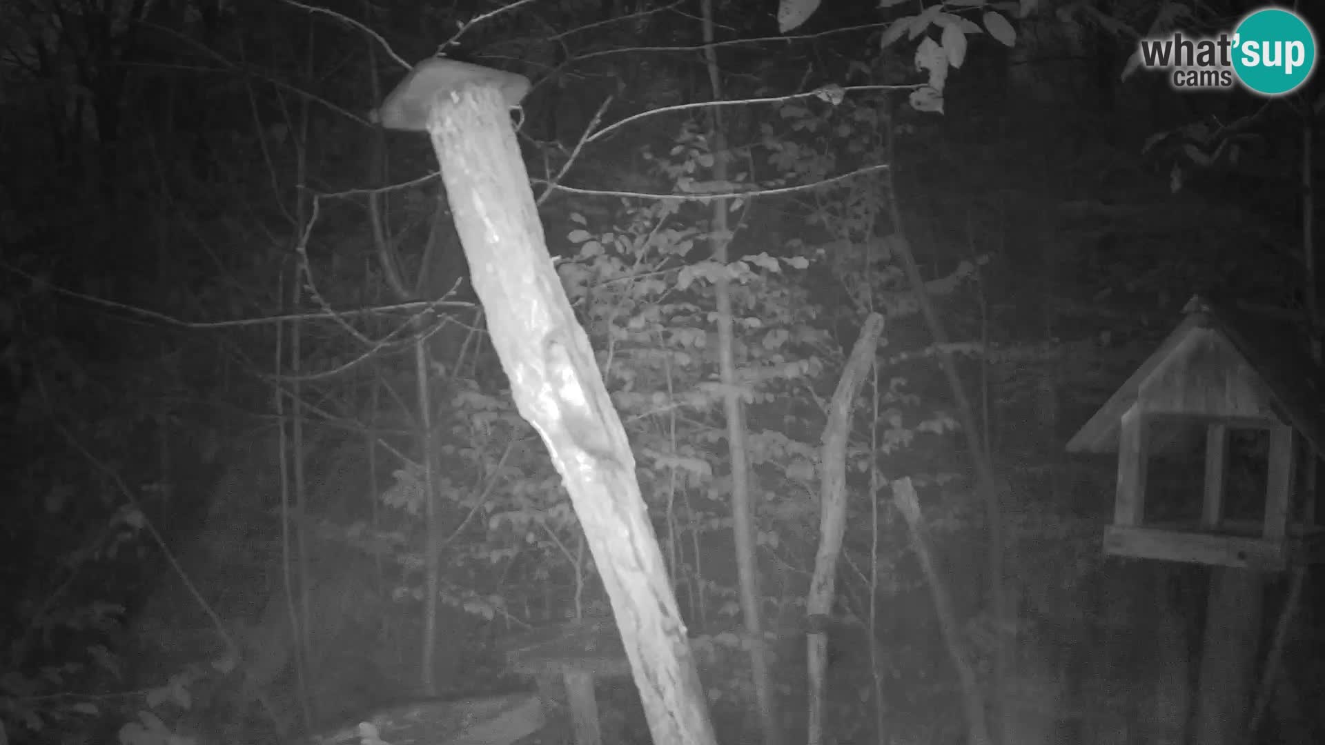 Vogelfutterhäuschen im ZOO webcam Ljubljana