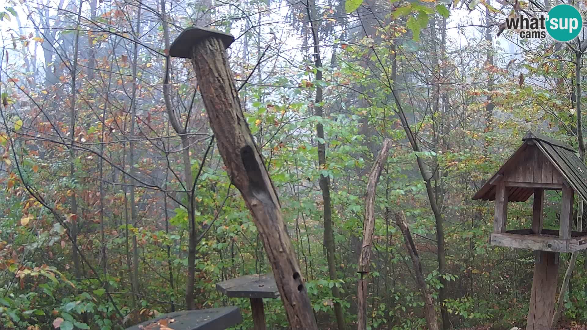 Vogelfutterhäuschen im ZOO webcam Ljubljana