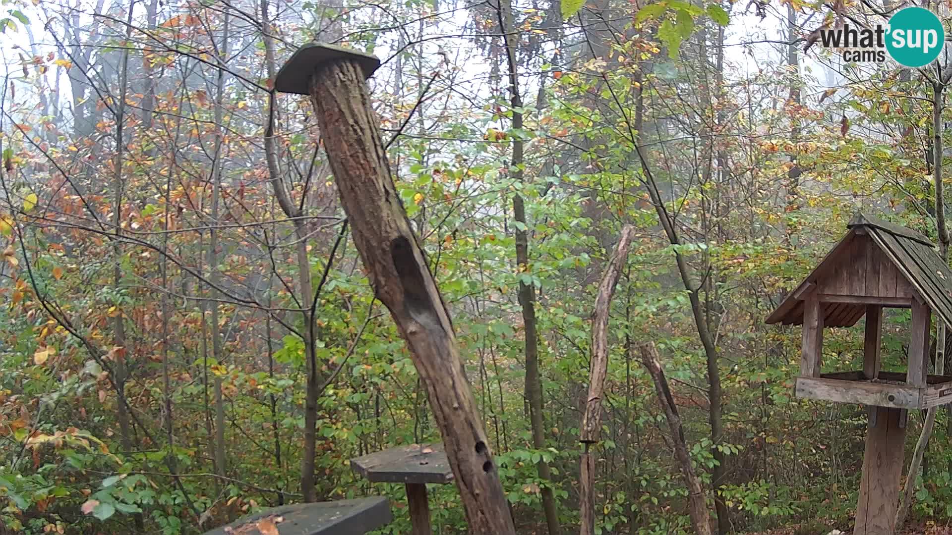 Vogelfutterhäuschen im ZOO webcam Ljubljana