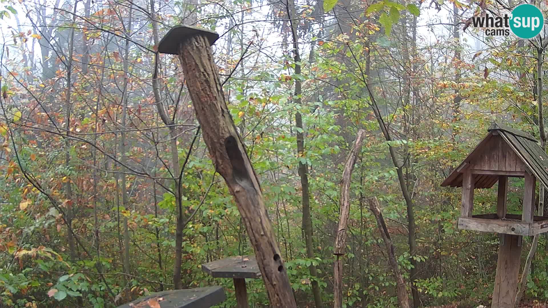 Krmilnice za ptiče v ZOO Ljubljana spletna kamera