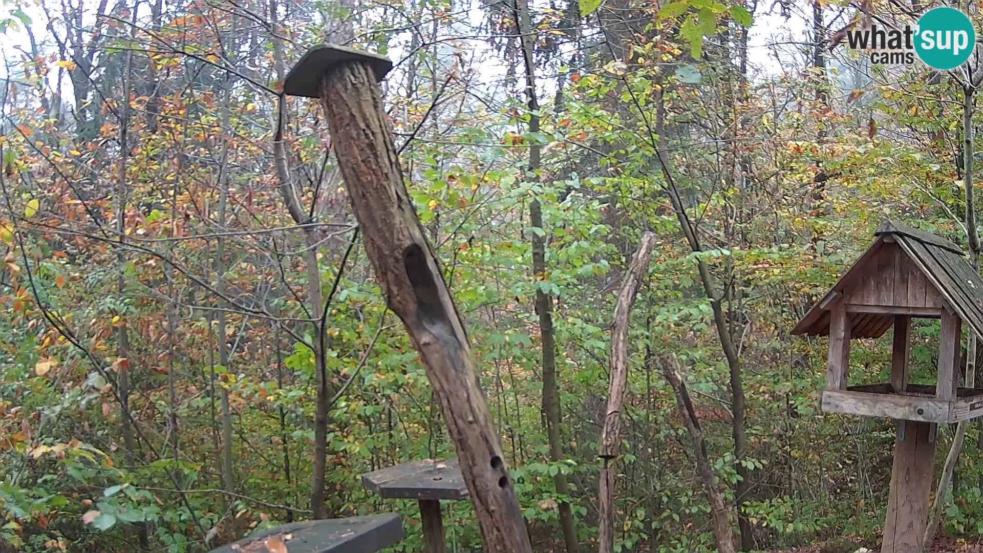 Mangeoires pour oiseaux au ZOO live webcam Ljubljana