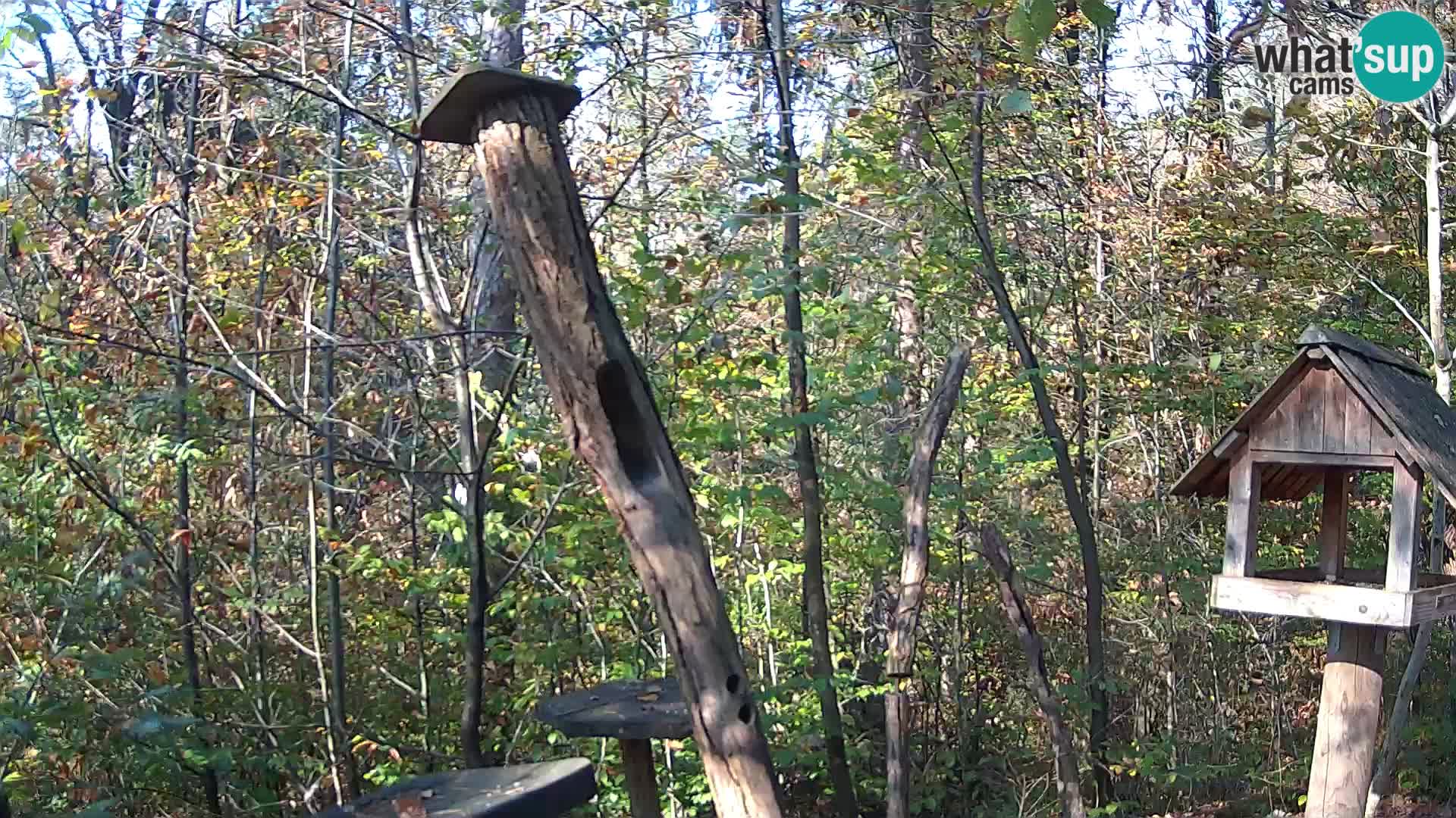 Mangeoires pour oiseaux au ZOO live webcam Ljubljana