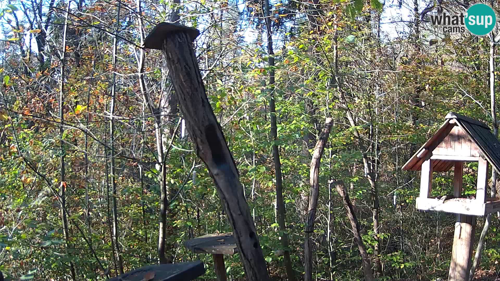 Mangeoires pour oiseaux au ZOO live webcam Ljubljana