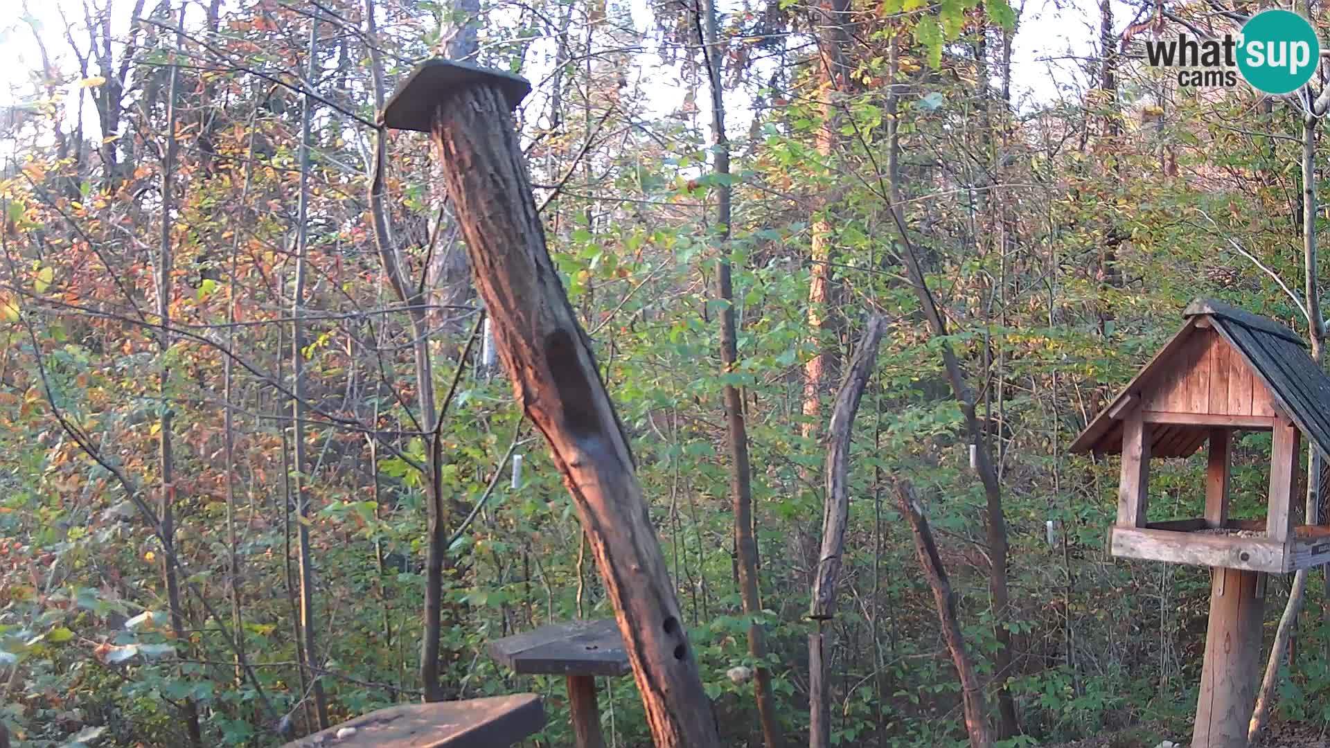 Vogelfutterhäuschen im ZOO webcam Ljubljana