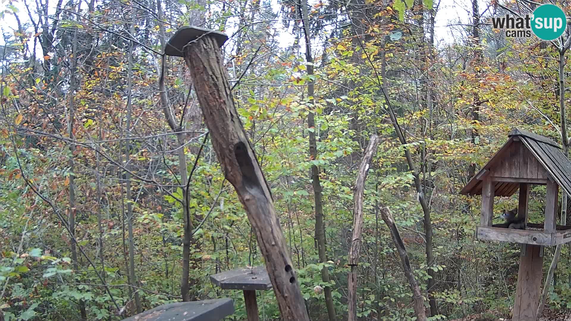 Comederos para pájaros en ZOO Ljubljana camera en vivo