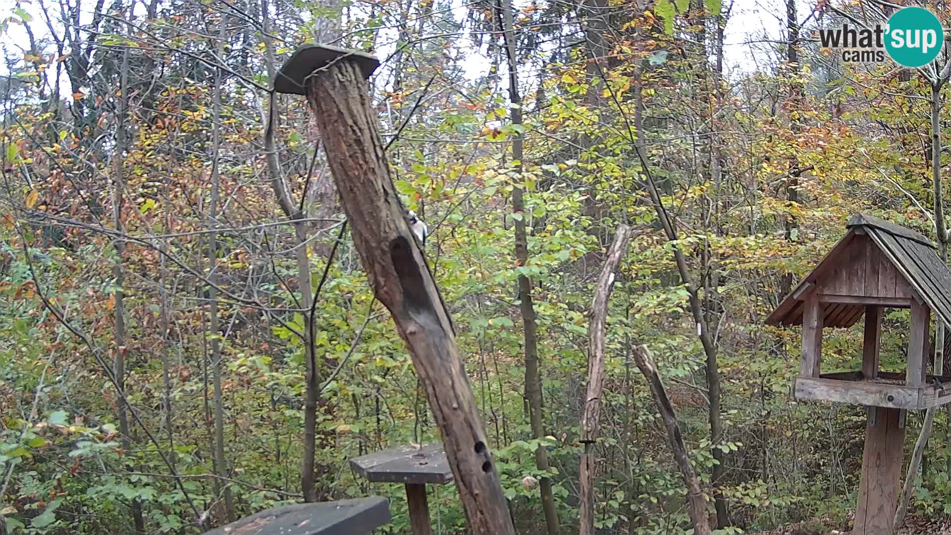 Bird feeders at ZOO Ljubljana webcam