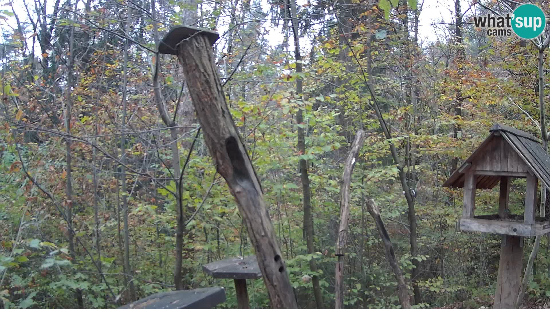 Comederos para pájaros en ZOO Ljubljana camera en vivo