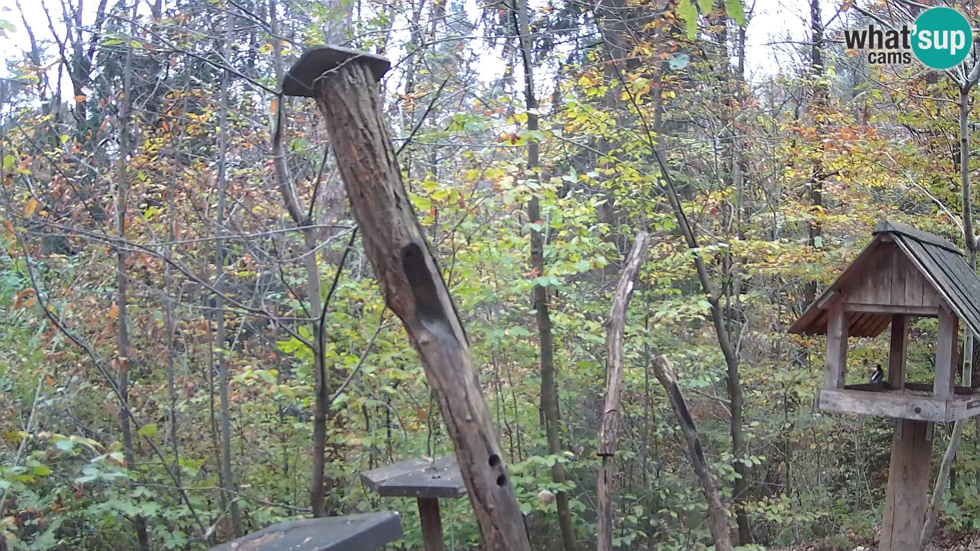 Comederos para pájaros en ZOO Ljubljana camera en vivo