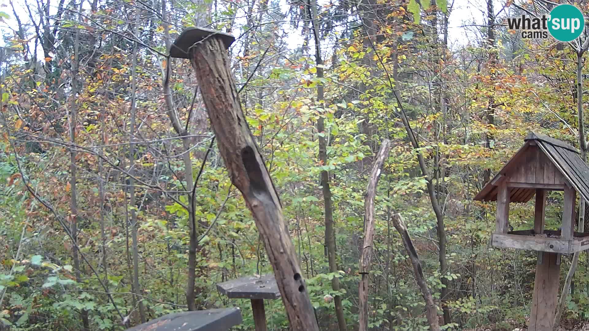 Comederos para pájaros en ZOO Ljubljana camera en vivo