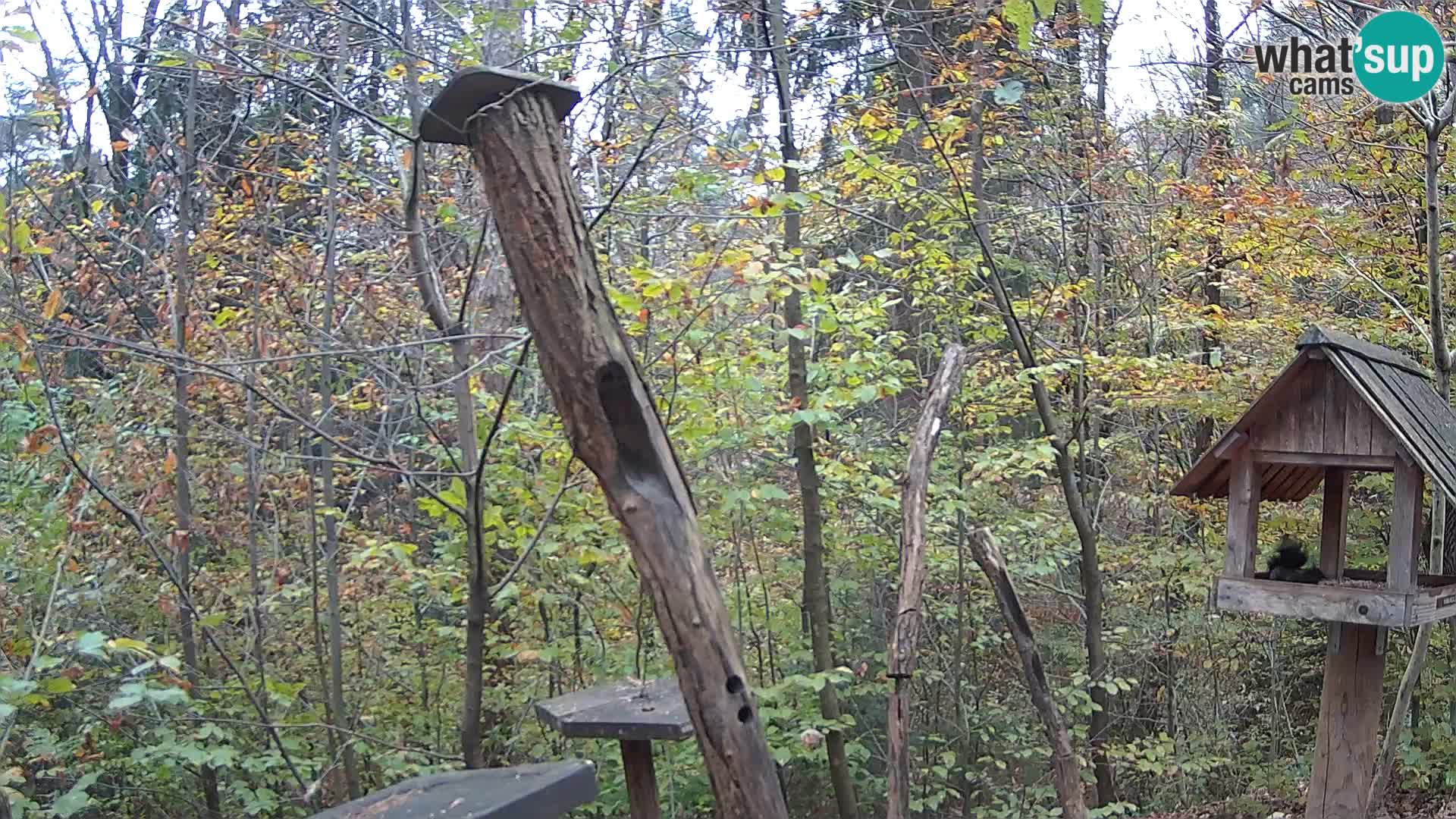 Comederos para pájaros en ZOO Ljubljana camera en vivo