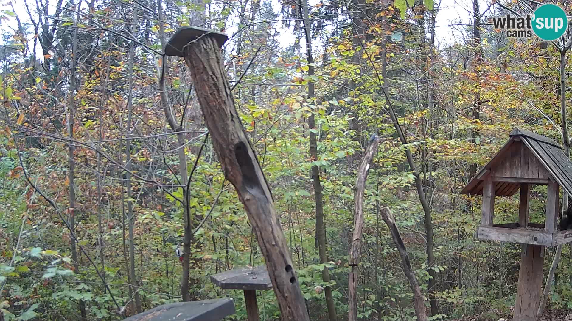 Vogelfutterhäuschen im ZOO webcam Ljubljana