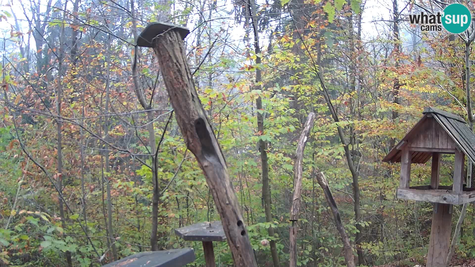 Mangeoires pour oiseaux au ZOO live webcam Ljubljana