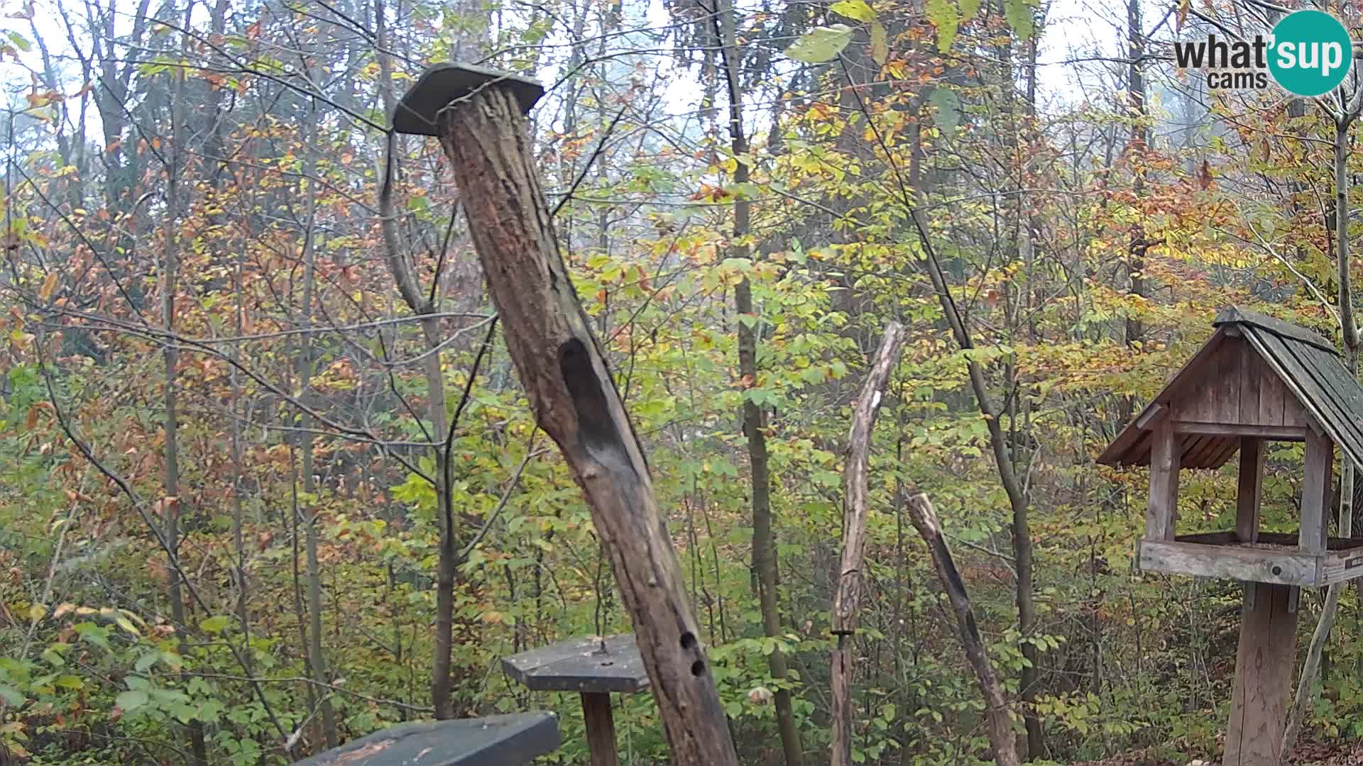 Vogelfutterhäuschen im ZOO webcam Ljubljana