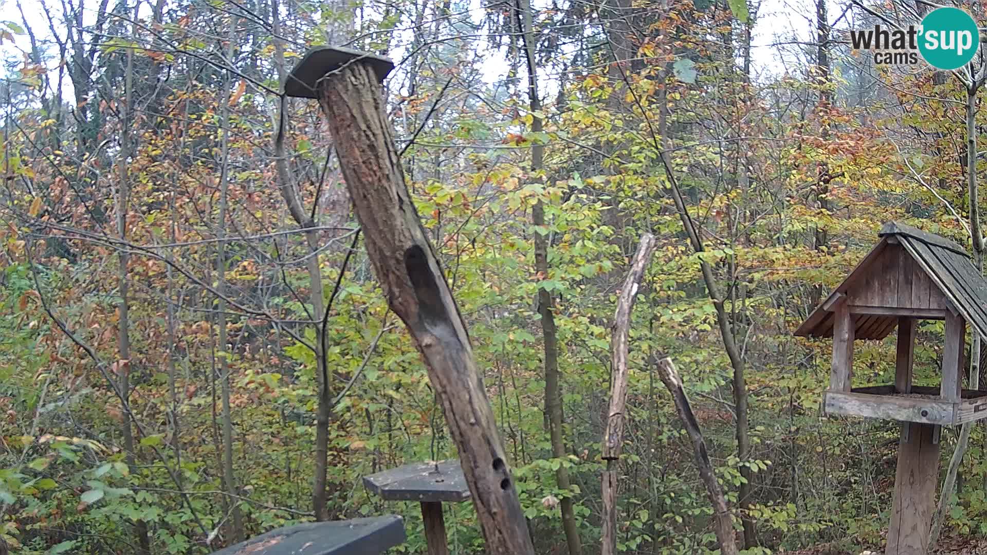 Vogelfutterhäuschen im ZOO webcam Ljubljana