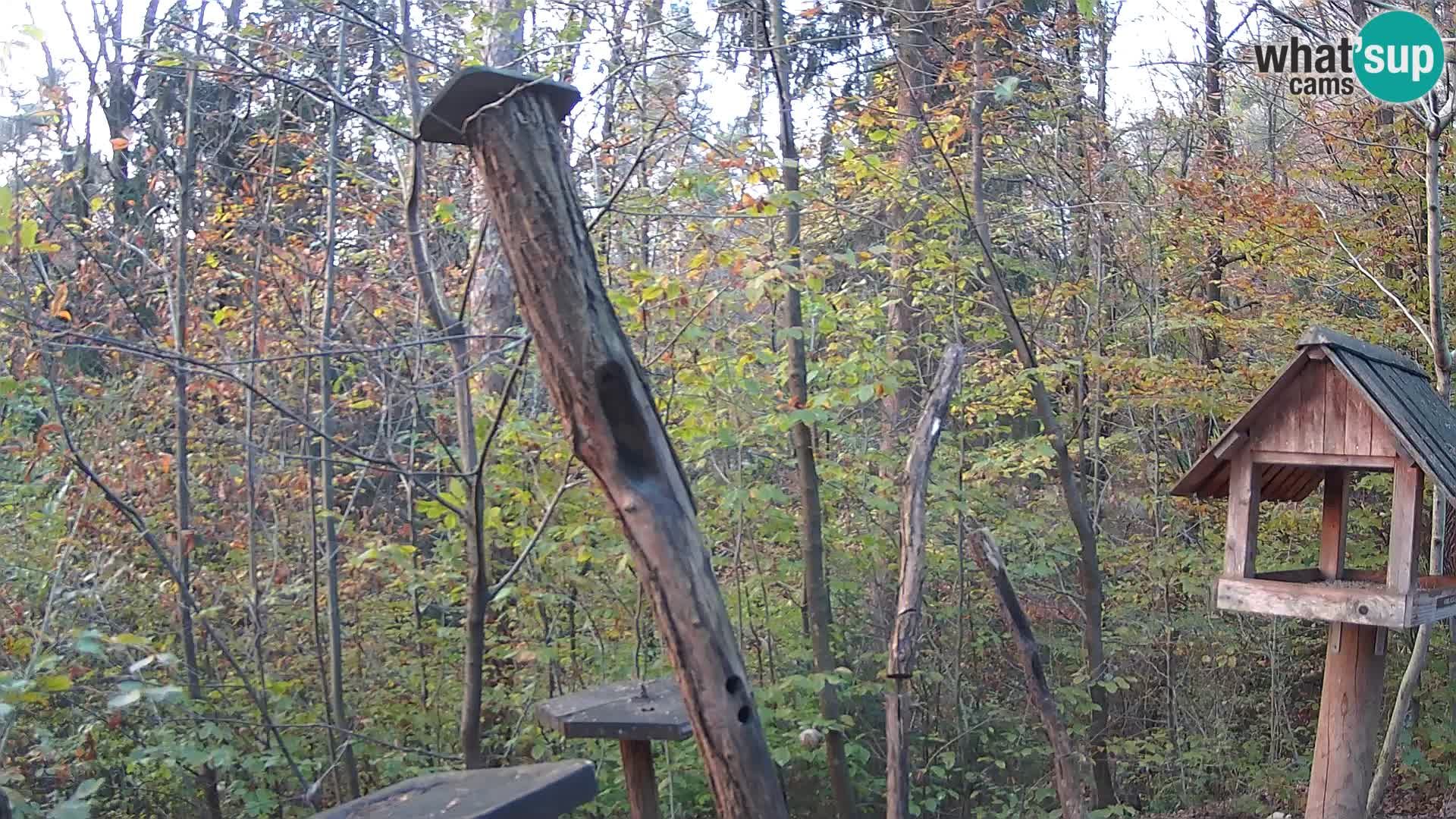 Vogelfutterhäuschen im ZOO webcam Ljubljana