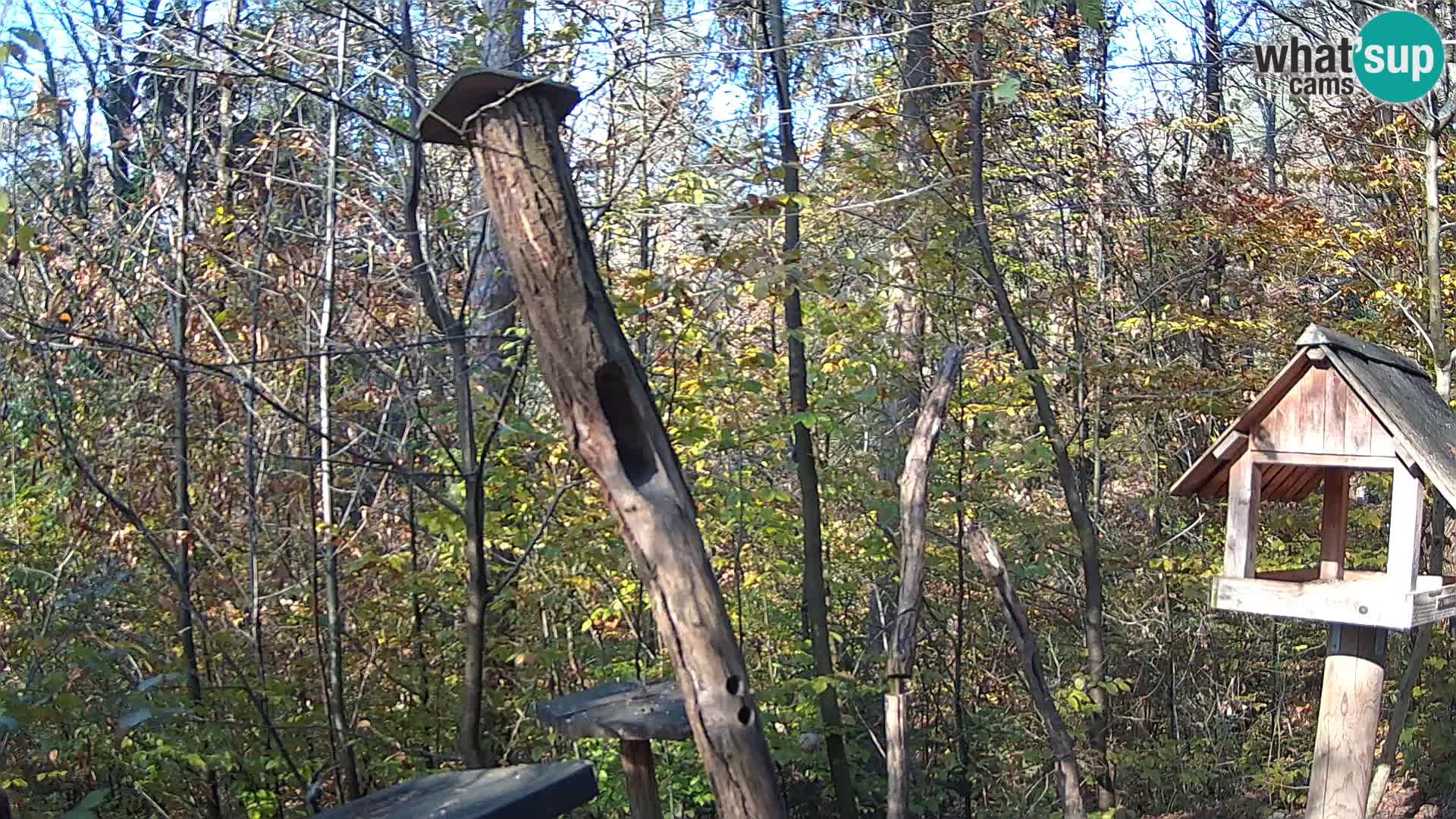 Bird feeders at ZOO Ljubljana webcam