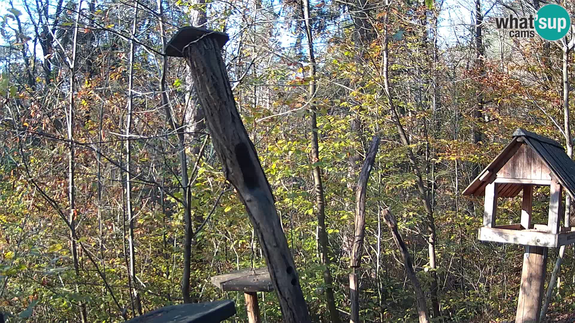 Bird feeders at ZOO Ljubljana webcam