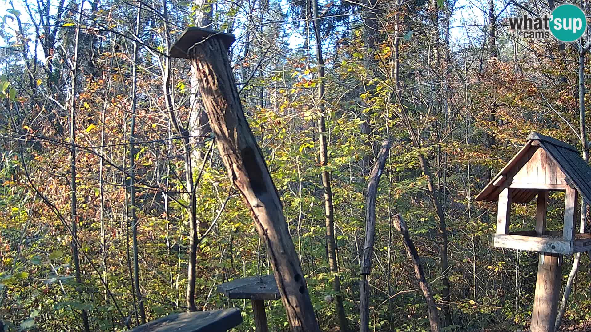 Mangeoires pour oiseaux au ZOO live webcam Ljubljana