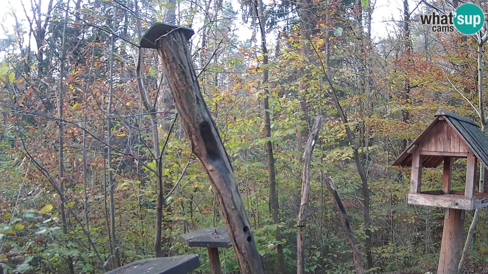 Mangeoires pour oiseaux au ZOO live webcam Ljubljana