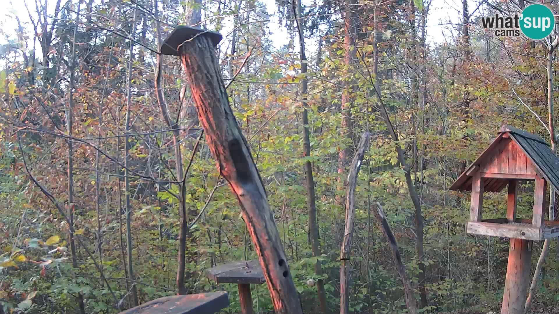 Bird feeders at ZOO Ljubljana webcam