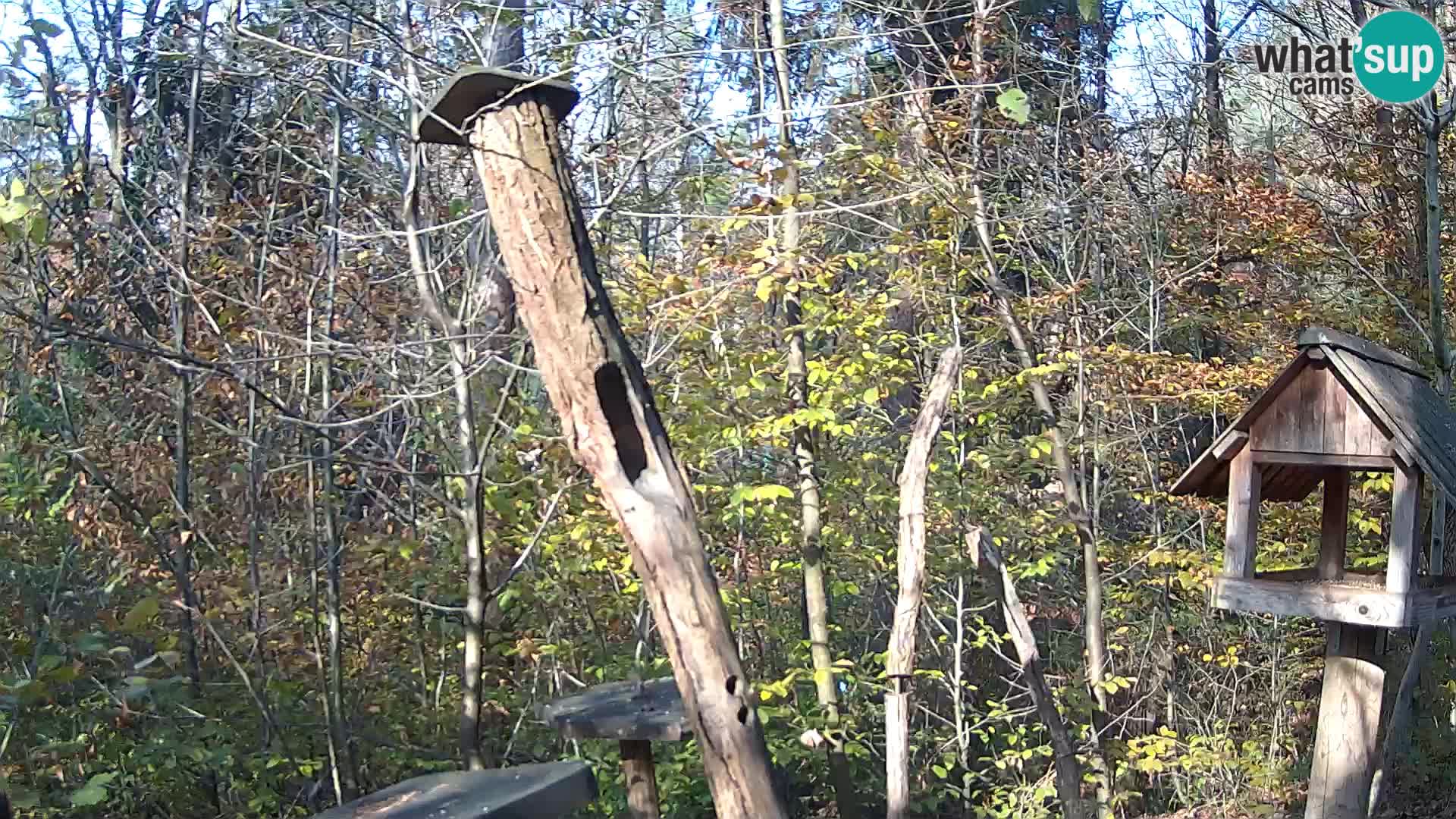 Vogelfutterhäuschen im ZOO webcam Ljubljana