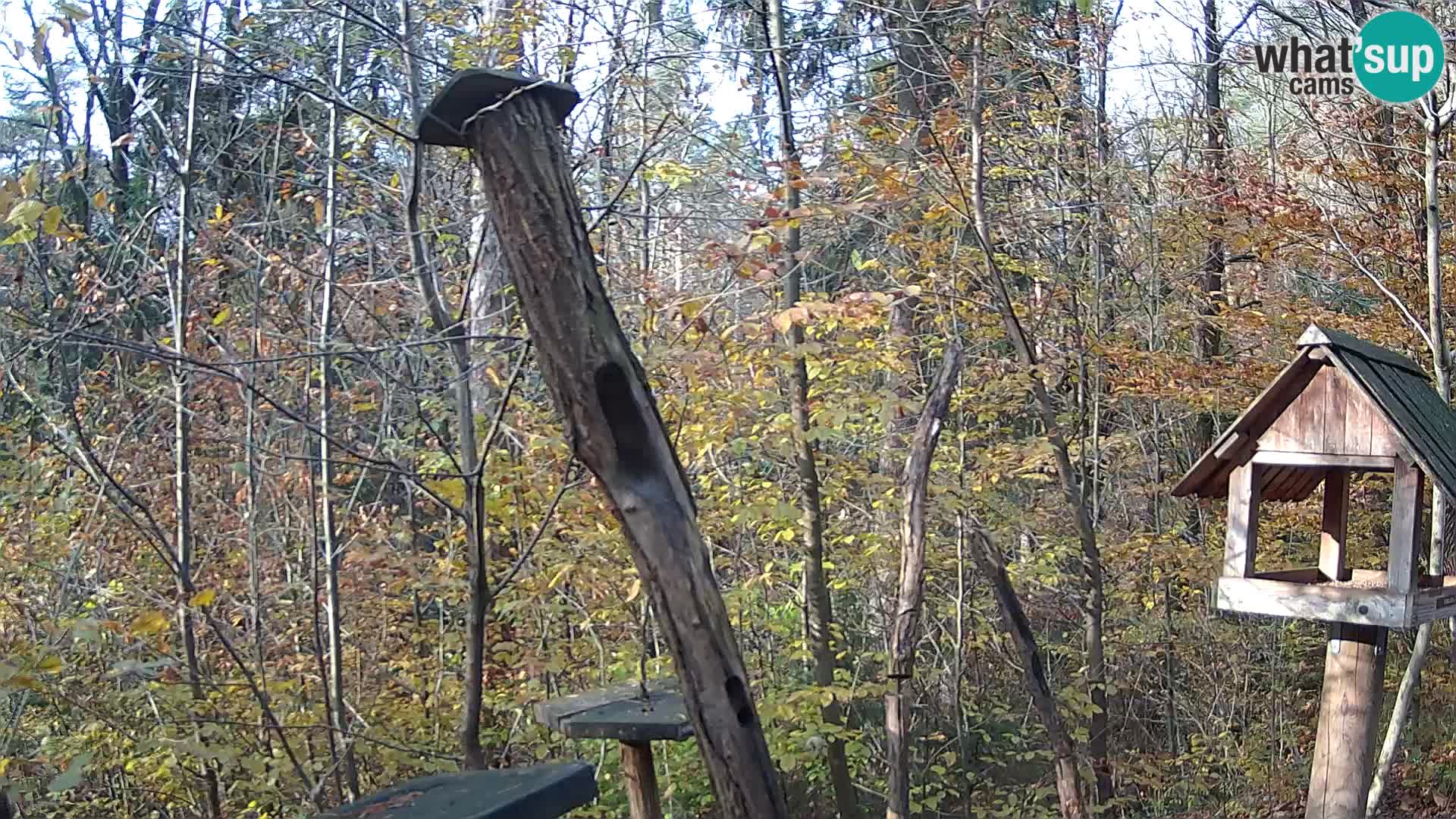 Vogelfutterhäuschen im ZOO webcam Ljubljana