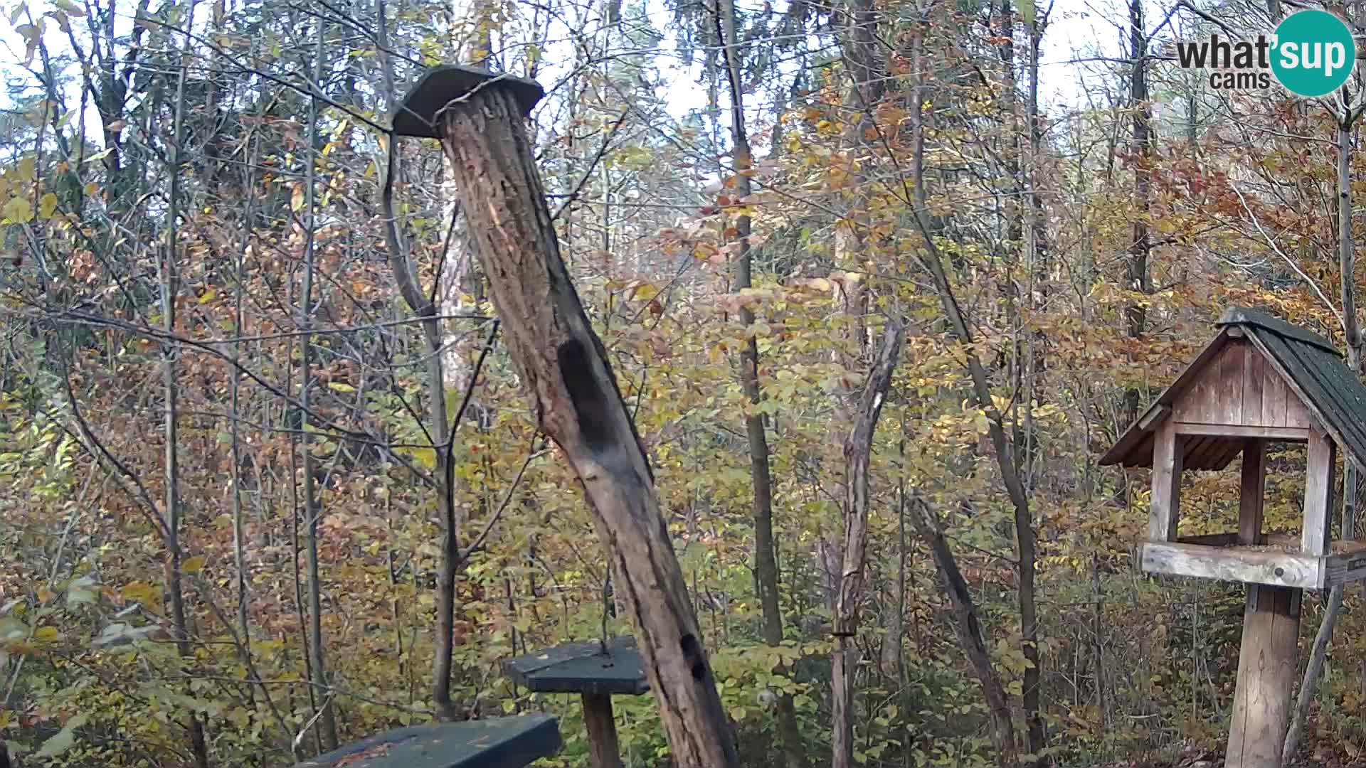 Vogelfutterhäuschen im ZOO webcam Ljubljana